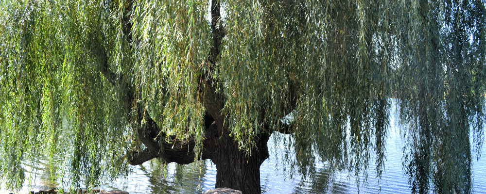 Welcoming Willows About Us